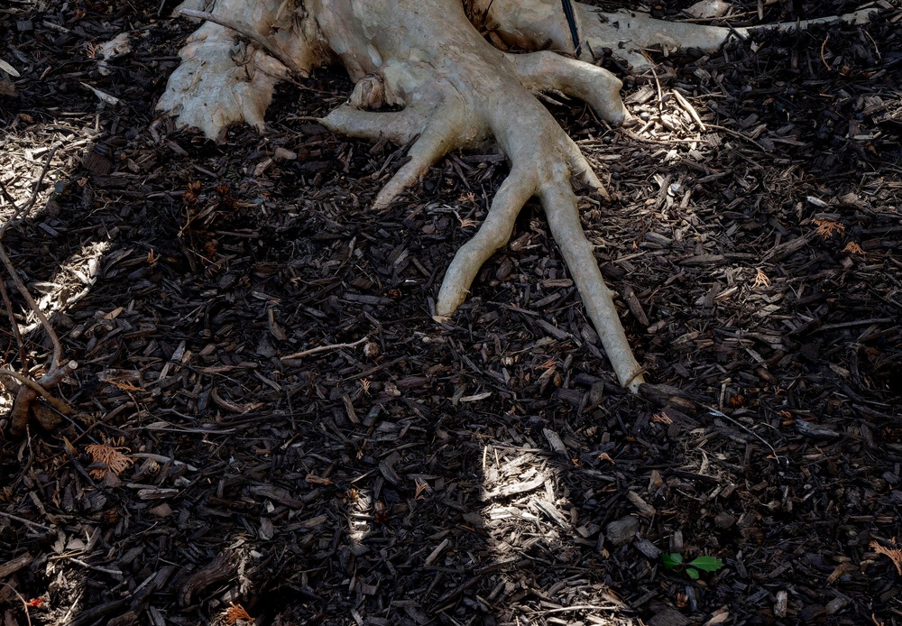 Signs Tree Root Pruning May Be Necessary