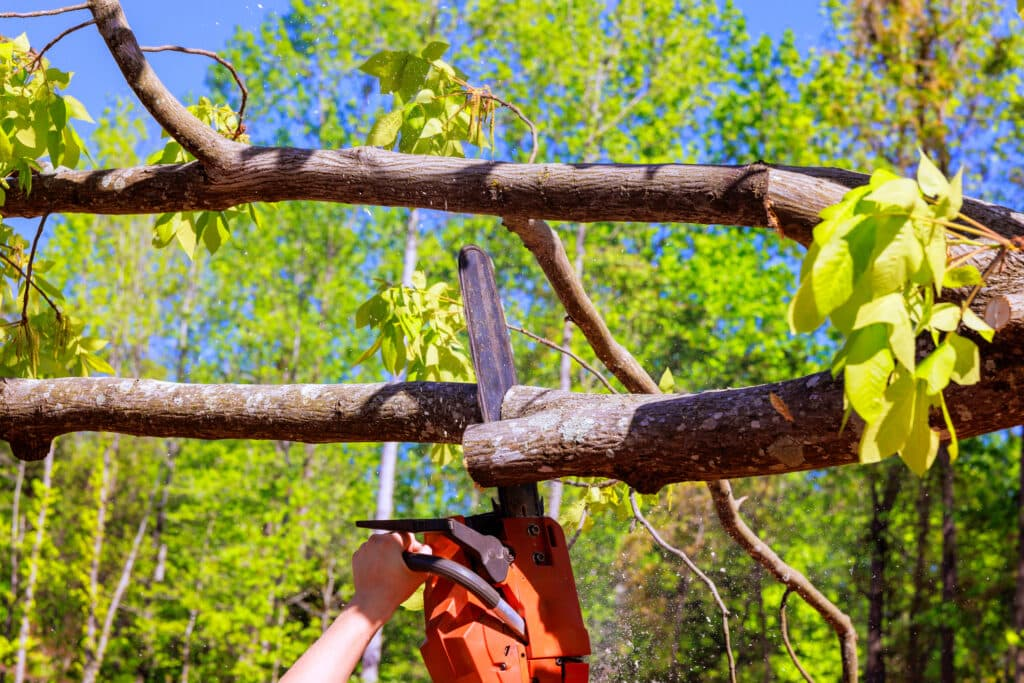 Check Local Permits Before Trimming Oak Trees