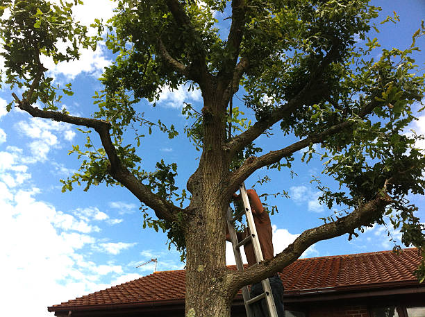 Best Time for Trimming Oak Trees