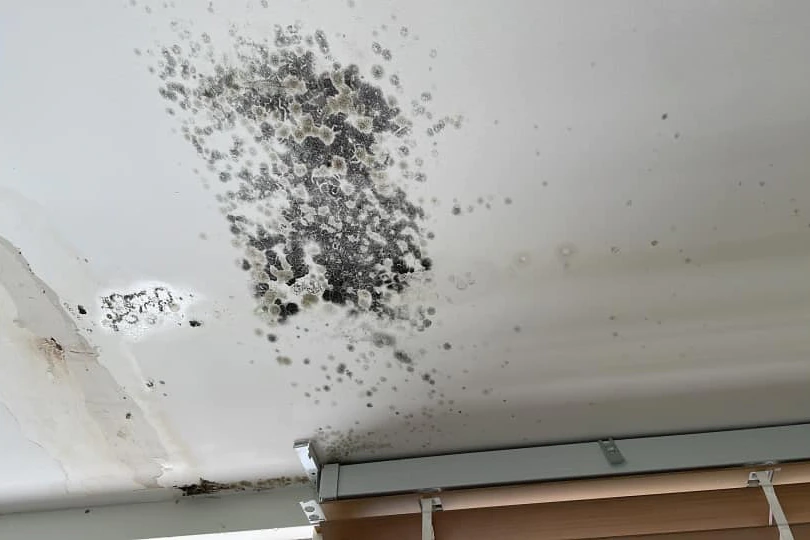 ceiling molds