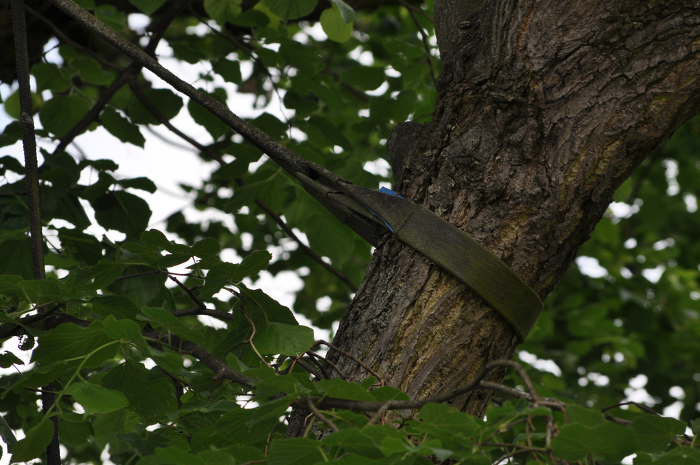 How Tree Cabling and Bracing Helps