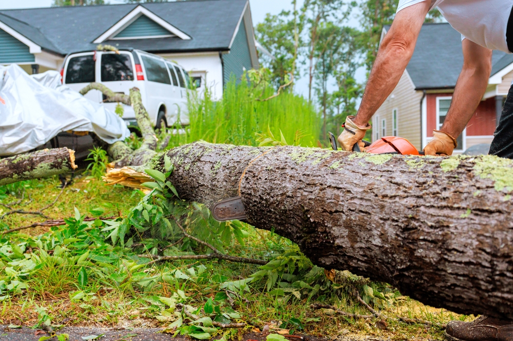 Tree Damage Cleanup Requires