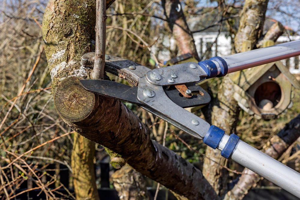 tree trimming