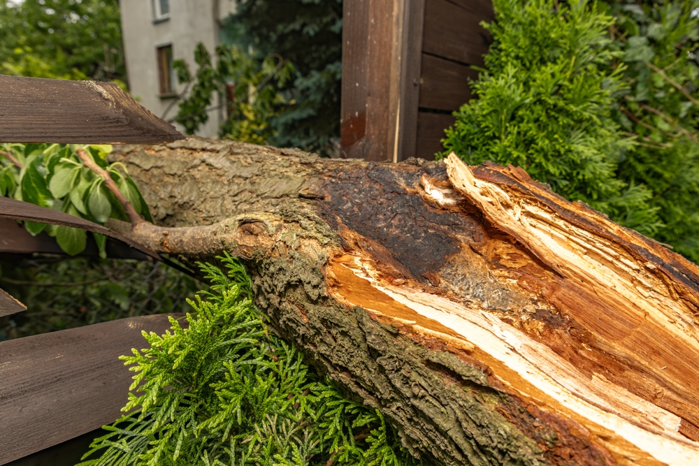 hazards found in storm damaged tree