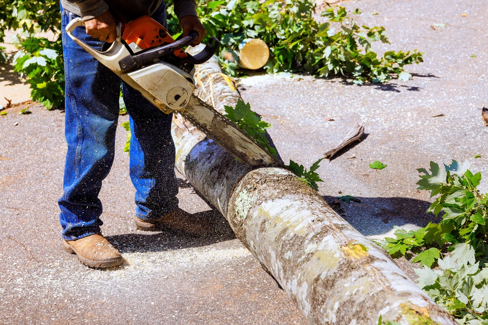 storm damage tree removal checklist