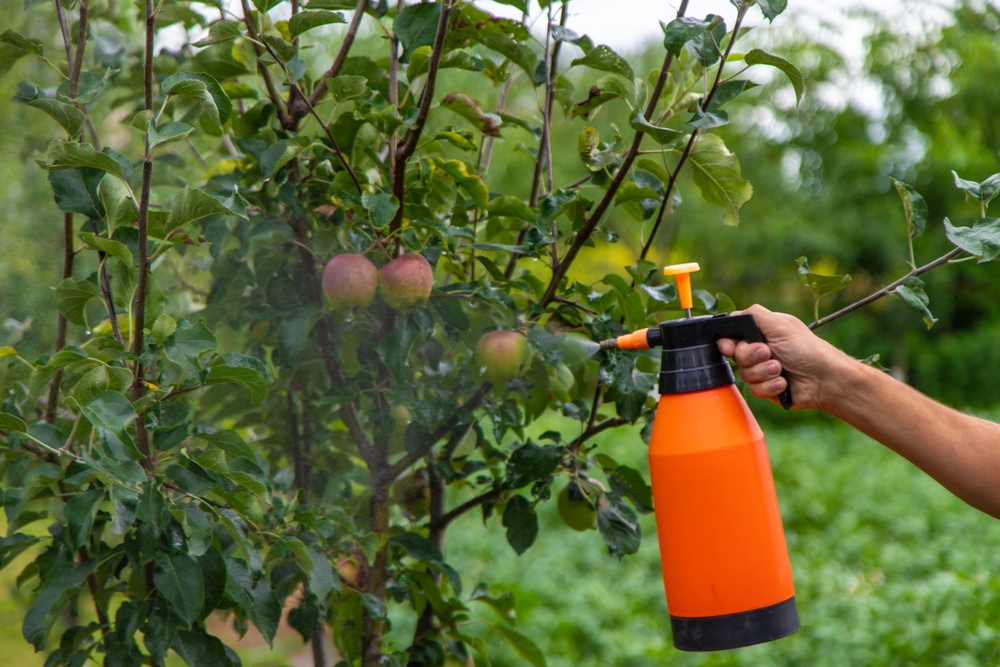 When to Fertilize Fruit Trees Based on Soil and Tree Condition