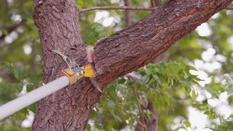 tree trimming tools for medium branches