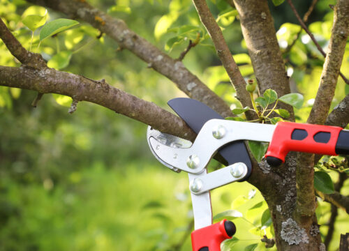 understanding tree trimming and pruning