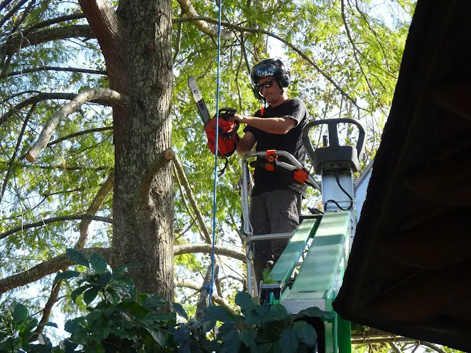 tree trimming and pruning