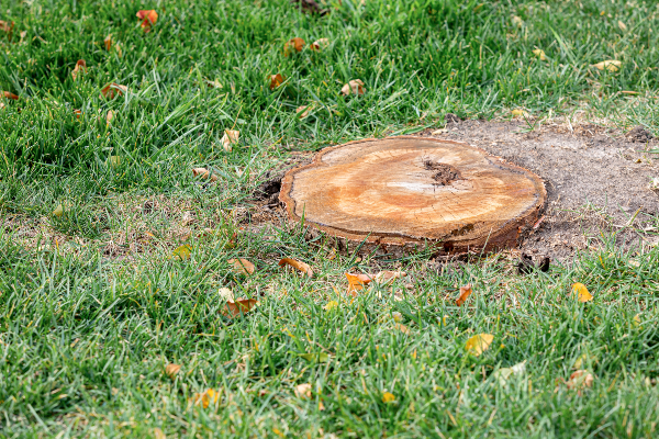 stump grinding