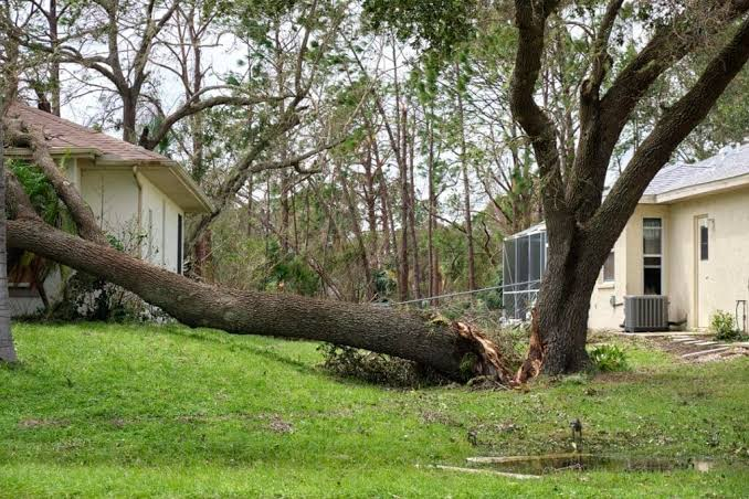 Tree Damage Cleanup