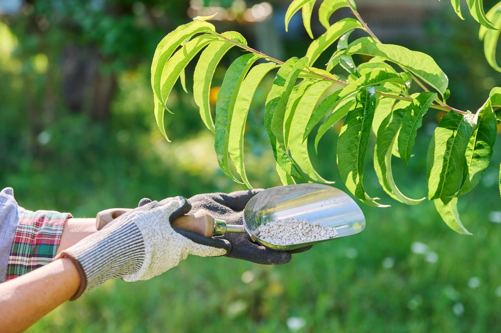 When to Fertilize Fruit Trees in Late Winter and Early Spring