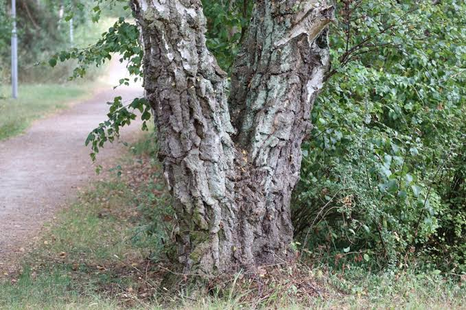 Signs That Tree Cabling and Bracing